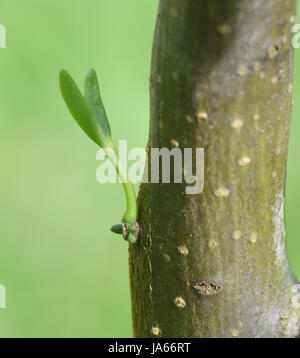 Zweiten Sie Jahres Mistel-Sämlinge (Viscum Album) wächst auf einem Baum Holzapfel (Malus 'Golden Hornet'). Bedgebury Wald, Kent, UK. Stockfoto