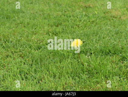 Eine einzelne gelbe Blume Löwenzahn (Taraxacum Officinale) wächst in einem ansonsten gut gepflegten Rasen. Bedgebury Wald, Kent, UK. Stockfoto