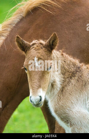 Islandpferd Fohlen mit dam Stockfoto