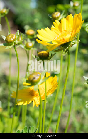 Coreopsis Grandiflora Blüte gelb. Stockfoto