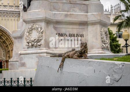 Leguan in der Nähe von Simon Bolivar Statue am Seminario Park (Leguane Park) - Guayaquil, Ecuador Stockfoto