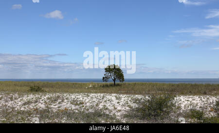 Einsame kleine Kiefer auf einem leeren Grasstrand mit blauen Himmel und Wolken Stockfoto