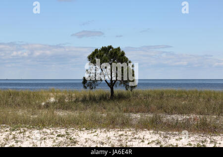 Einsame kleine Kiefer auf einem leeren Grasstrand mit blauen Himmel und Wolken Stockfoto