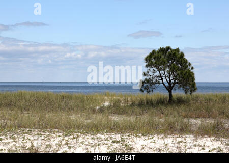 Einsame kleine Kiefer auf einem leeren Grasstrand mit blauen Himmel und Wolken Stockfoto