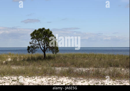 Einsame kleine Kiefer auf einem leeren Grasstrand mit blauen Himmel und Wolken Stockfoto