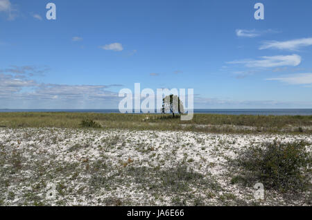 Einsame kleine Kiefer auf einem leeren Grasstrand Stockfoto