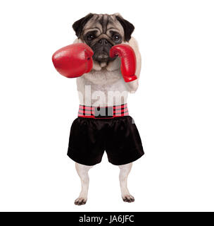 cool stehende Mops Hund Boxer Stanzen mit rotem Leder Boxhandschuhe und Shorts, isoliert auf weißem Hintergrund Stockfoto