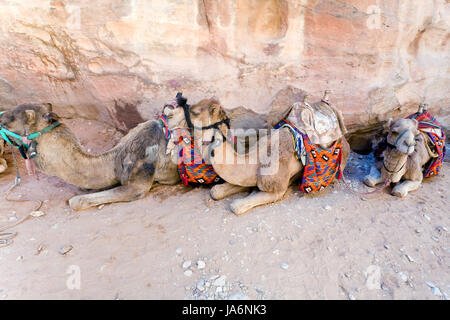 einige, mehrere, wenige, Tier, Kamel, Lügen, Lügen, Lügen, Wand, Jordanien, im Freien, Stockfoto