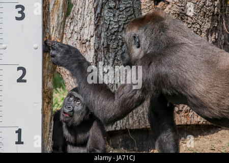 London, Großbritannien. 24 August, 2017. Ein Baby gorlla ist der Herrscher von seiner Mutter - Die jährliche wiegen - in lebenswichtigen Statistiken Datensätze Tiere im ZSL London Zoo gezeigt. London, 24. August 2017 Credit: Guy Bell/Alamy leben Nachrichten Stockfoto