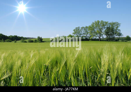 Grünen Bereich der Gerste mit blauen Bäume und Himmel im Hintergrund. Stockfoto