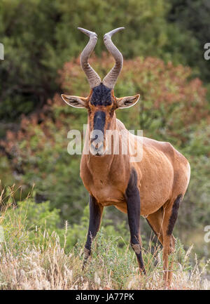 Ein Erwachsener rote Kuhantilope im südlichen afrikanischen Savanne Stockfoto