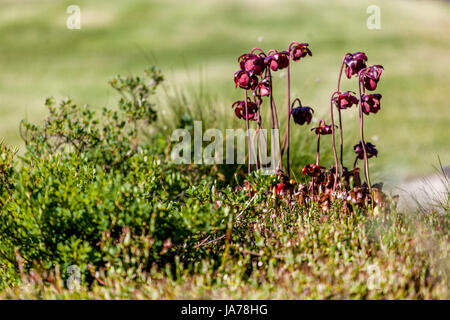 Sarracenia purpurea, Purple Krug Pflanze, nördlichen Krug Pflanze, oder Seite-Sattel Blume, ist eine fleischfressende Pflanze Torfmoor Blumen Stockfoto