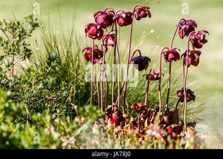 Sarracenia purpurea, Lila Kannenpflanze, Cluster von Blumen Stockfoto