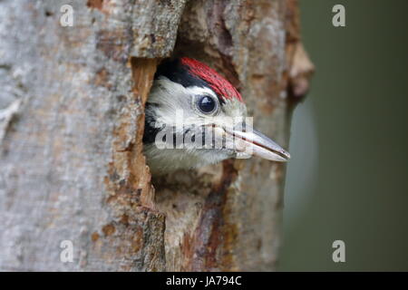 Buntspecht Küken mit Kopf aus dem Nest wartet auf Essen Stockfoto