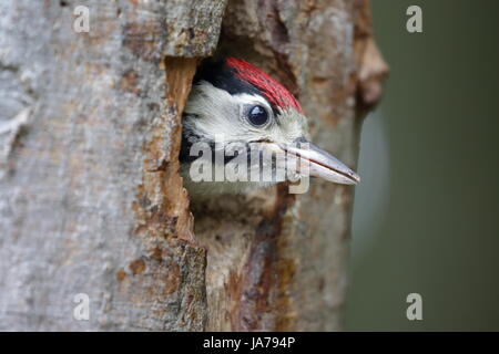 Buntspecht Küken mit Kopf aus dem Nest wartet auf Essen Stockfoto