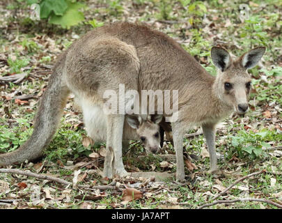 Eine östliche Grau Känguru pausieren während der Fütterung mit Baby Joey von Beutel hängen. Stockfoto