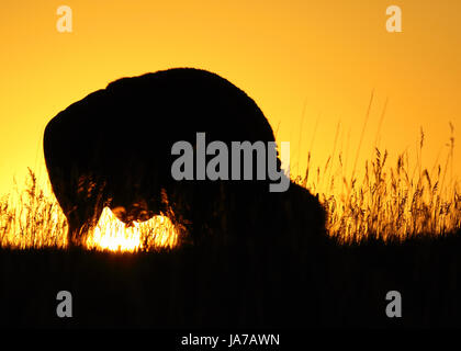 Eine amerikanische Bison Silhouette während der Fütterung bei Sonnenaufgang in den Badlands in North Dakota. Stockfoto