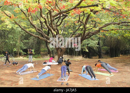 Eine Gruppe von indischen Jugendlichen Cubbon Park, Bangalore, Indien Yoga bei Stockfoto