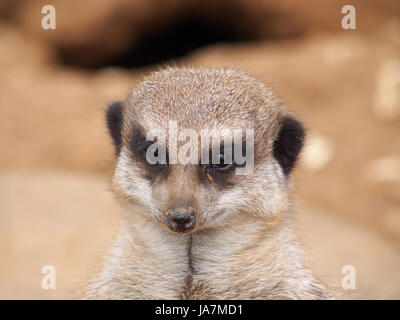 Eine Nahaufnahme des Kopfes ein Erdmännchen Stockfoto