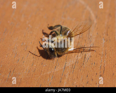 Eine tote Biene Stockfoto
