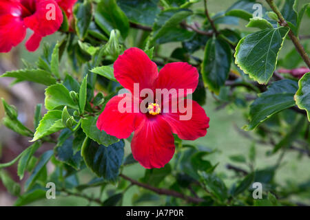 Roter Hibiskus in voller Blüte, umgeben von grünem Laub, auf Big Island Hawaii. Stockfoto