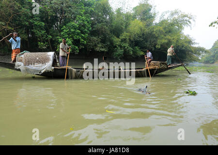 Traditionelle Fischerei mit Otter ausgebildet Otter im Chitra River in Narail Bezirk. Diese Methode ist seit dem 6. Jahrhundert n. Chr. in Var geübt worden Stockfoto