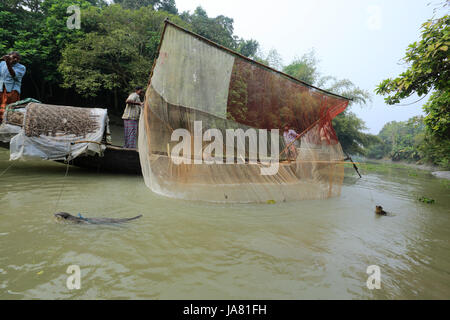 Traditionelle Fischerei mit Otter ausgebildet Otter im Chitra River in Narail Bezirk. Diese Methode ist seit dem 6. Jahrhundert n. Chr. in Var geübt worden Stockfoto