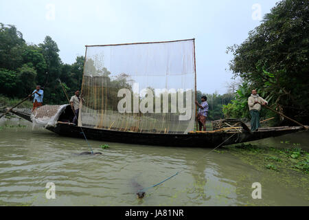 Traditionelle Fischerei mit Otter ausgebildet Otter im Chitra River in Narail Bezirk. Diese Methode ist seit dem 6. Jahrhundert n. Chr. in Var geübt worden Stockfoto