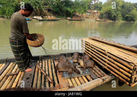 Ein Fischer ausgebildete Otter zu füttern, bevor sie zum Angeln im Fluss gehen. Narail Bangladesch. Diese Methode wird seit dem 6. Jahrhundert n. Chr. praktiziert Stockfoto