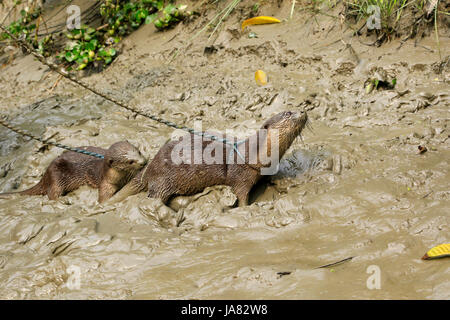 Ausgebildete Otter mit in das traditionelle Otter Angeln am Chitra Fluß in Narail Bezirk. Diese Methode wird seit dem 6. Jahrhundert n. Chr. in va praktiziert Stockfoto