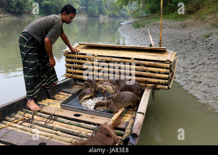 Ein Fischer ausgebildete Otter zu füttern, bevor sie zum Angeln im Fluss gehen. Narail Bangladesch. Diese Methode wird seit dem 6. Jahrhundert n. Chr. praktiziert Stockfoto