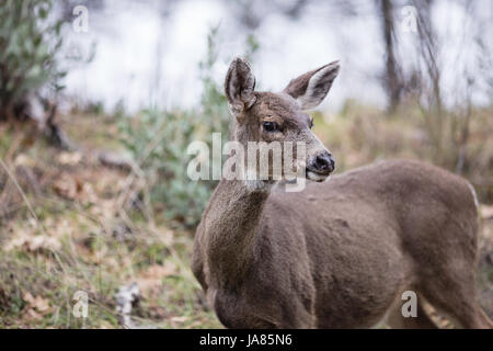 Porträt eines weiblichen Hirsches in der wilden Blick in die Kamera. Stockfoto