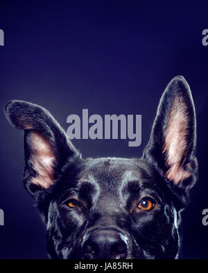 Studioportrait Schäferhund-Mix - aus den Augen oben--Blick direkt in die Kamera. Stockfoto