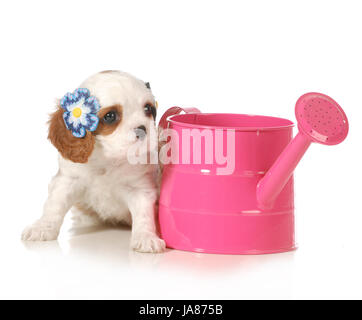 schön, beauteously, nett, süß, isoliert, Comic, Weiblich, braun, bräunlich, Stockfoto