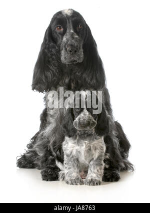 Tier, Tier, Säugetier, schwarz, dunkelhäutigen, tiefschwarze, tiefschwarz, Hund, Studio, Stockfoto