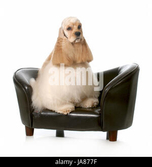 warten, warten, Farbe, Raum, amerikanisch, Tier, Tier, Säugetier, Bett, braun, Stockfoto