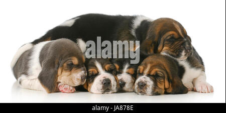 Haufen von Welpen - Wurf Basset Hound Welpen - 3 Wochen alt Stockfoto