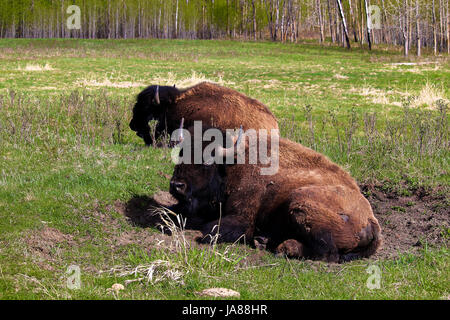 Ein Bison, sitzen in einer Grube schwelgen. Stockfoto