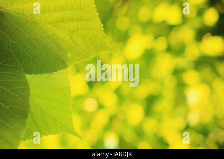 Sommer-Sonne-Thema. Rahmen mit grünen Blättern. Grüne Blätter Nahaufnahme. Grüne lebendige Bokeh Hintergrund. Stockfoto