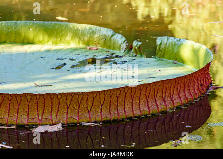 Detail der Textur, Clolors und Form der Victoria Amazonica auf einem See Stockfoto