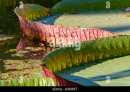 Detail der Textur, Clolors und Form der Victoria Amazonica auf einem See Stockfoto