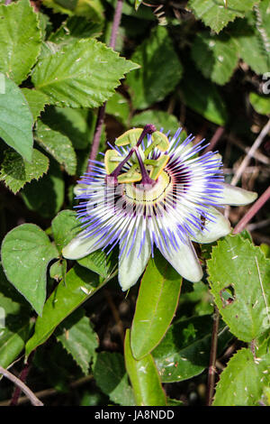 Passiflora caerulea Stockfoto