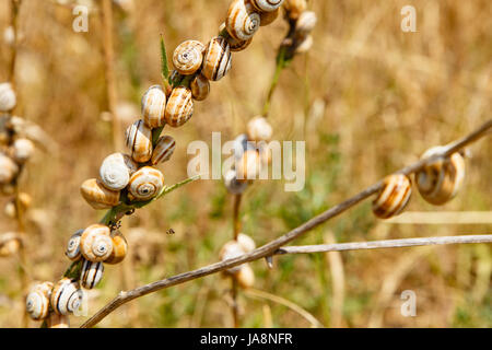 Trockenheit, Schnecke, Schnecken, trocken, vertrocknet, karge, Krustentieren, Meeresfrüchten, Stockfoto