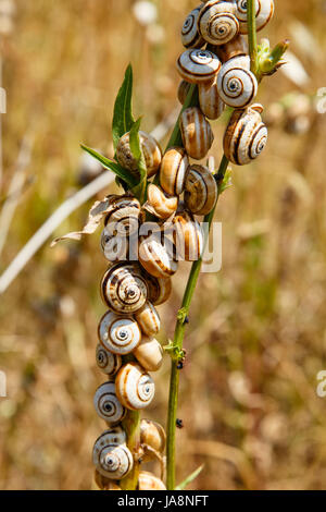 Trockenheit, Schnecke, Schnecken, trocken, vertrocknet, karge, Krustentieren, Meeresfrüchten, Stockfoto