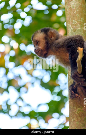 Junge schwarze Capouchin Affe Klettern auf einen Baum im Regenwald von Rio De Janeiro Stockfoto