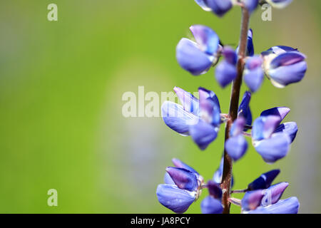 Nahaufnahme der blaue Lupine auf schönen grünen Hintergrund mit freiem Speicherplatz für text Stockfoto