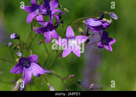 Reihe von Schönheit lila Glockenblumen auf grünen Sommer Hintergrund Stockfoto