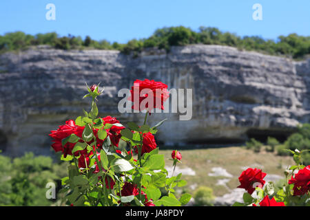 Sommerlandschaft mit roten Rosen gegen Berge und blauer Himmel Stockfoto