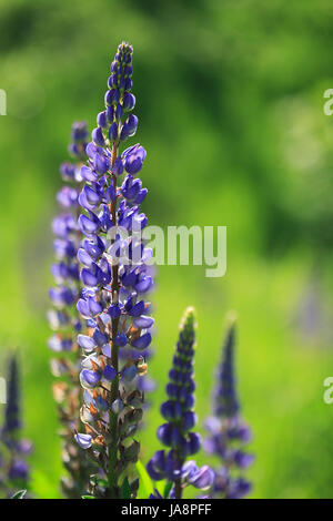 Schöne hohe rosa Lupine auf grünem Hintergrund Stockfoto