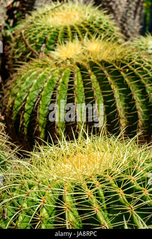 Detail der Kaktus mit Dornen, Farben und Texturen Stockfoto